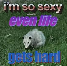 460x452