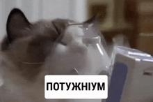 498x332