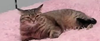 339x139