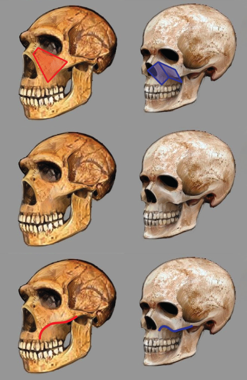 499x768