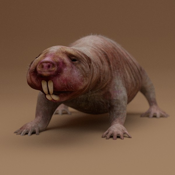 600x600